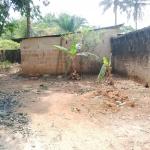 Where these banana trees stand is chosen for drilling water borehole.jpg